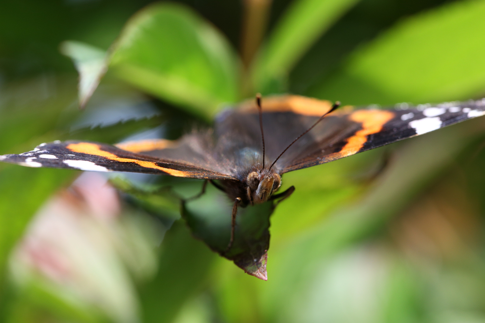 Red Admiral, direct in front