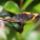 Red Admiral, direct in front