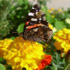 Red admiral