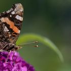 Red Admiral