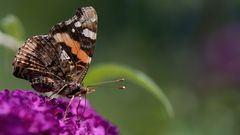 Red Admiral