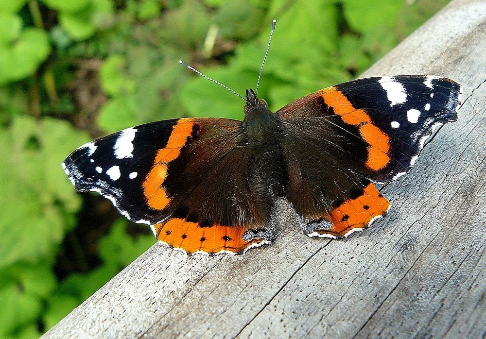 Red Admiral