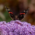 "Red Admiral"