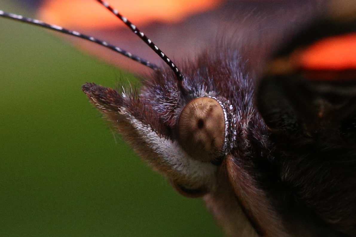 Red Admiral Macro