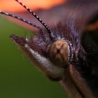 Red Admiral Macro
