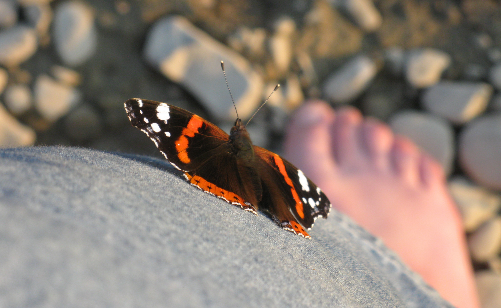 Red Admiral on me