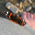 Red Admiral on me