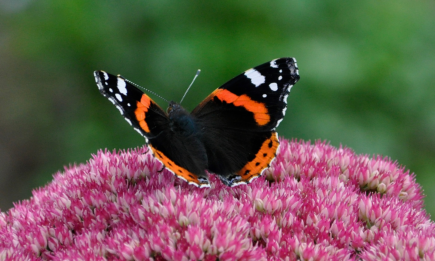 Red Admiral on the Pink