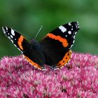 Red Admiral on the Pink