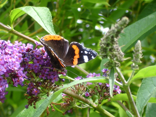 Red Admiral, shimmer in the sun.