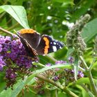 Red Admiral, shimmer in the sun.