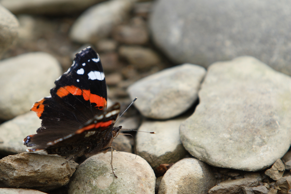 Red admiral (Vanessa atalanta)