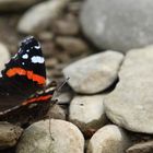 Red admiral (Vanessa atalanta)