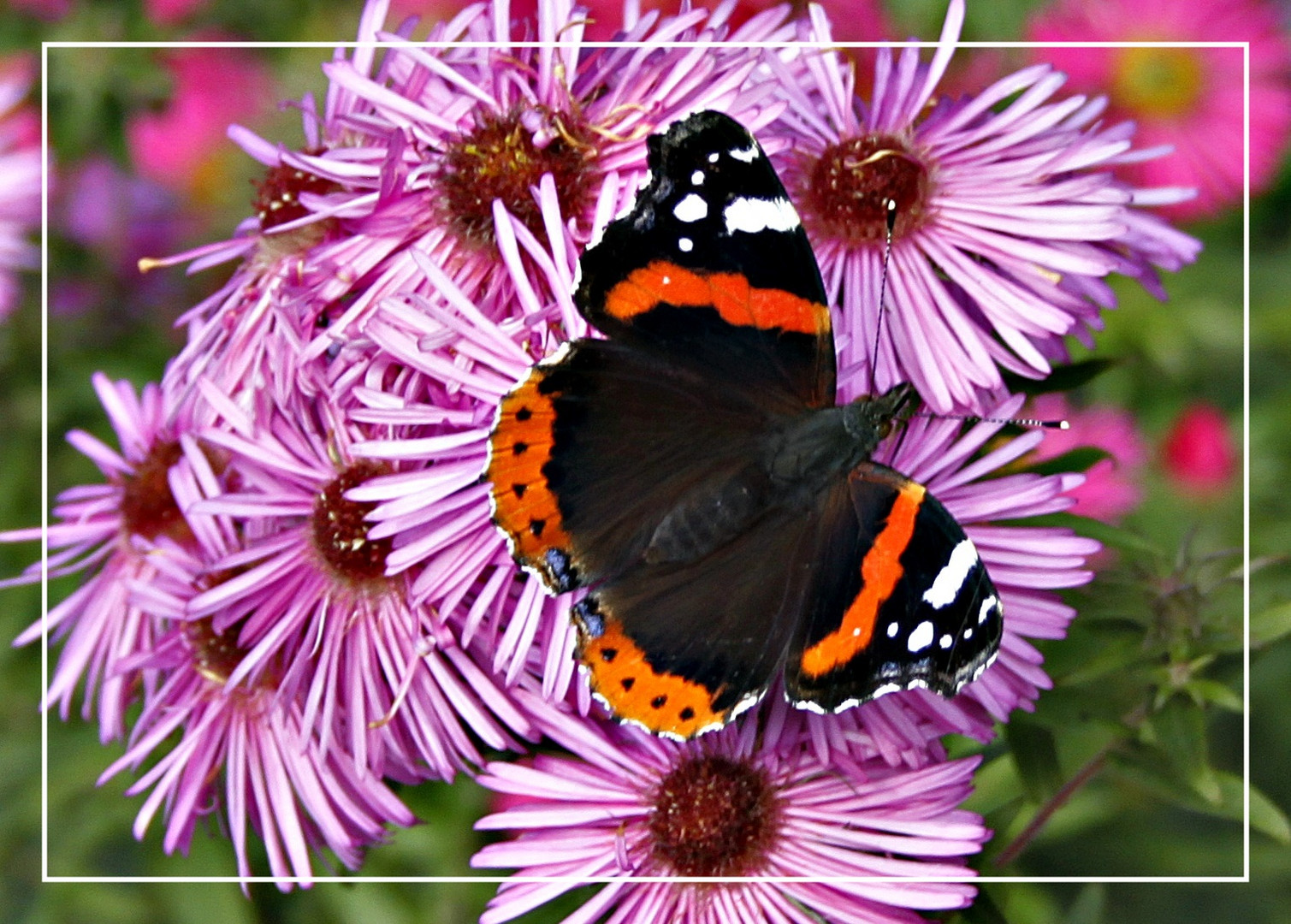 Red Admiral Vanessa atalanta Butterfly