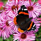 Red Admiral Vanessa atalanta Butterfly