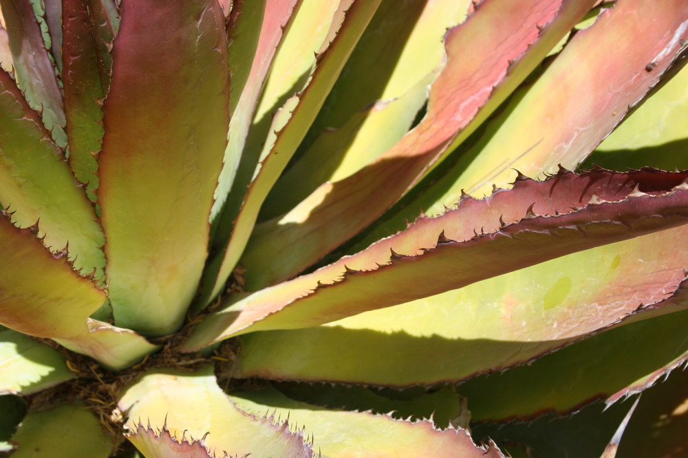 Red Agave