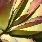 Red Agave