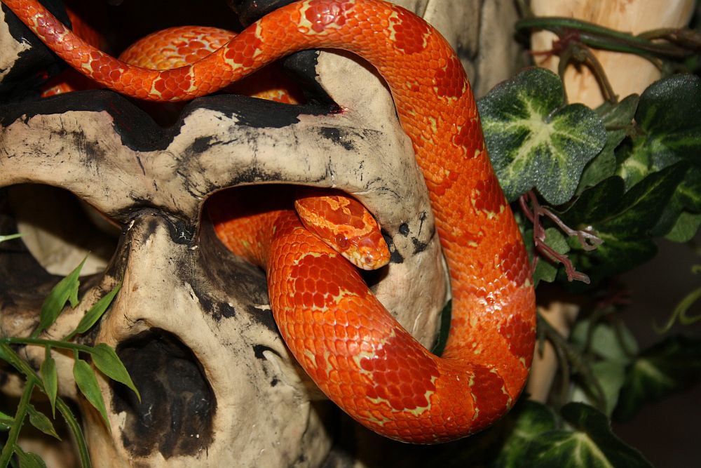 Red Albino Sunglow