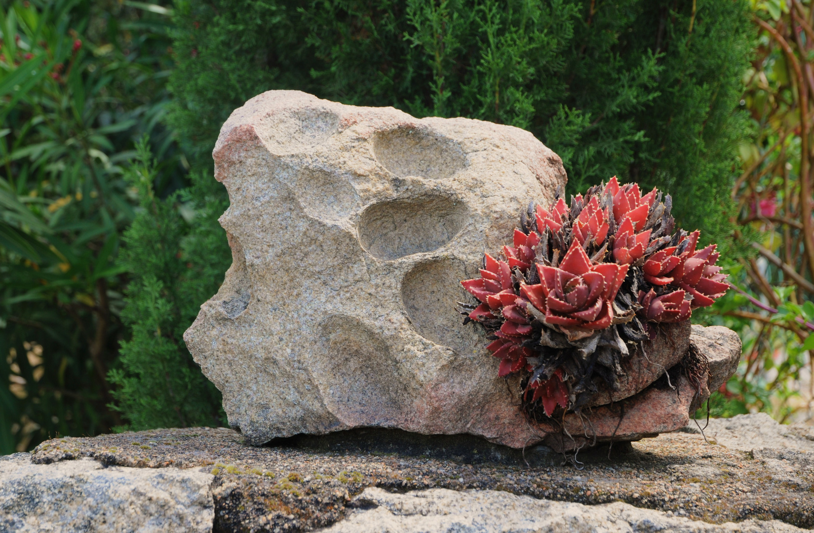 red aloe vera