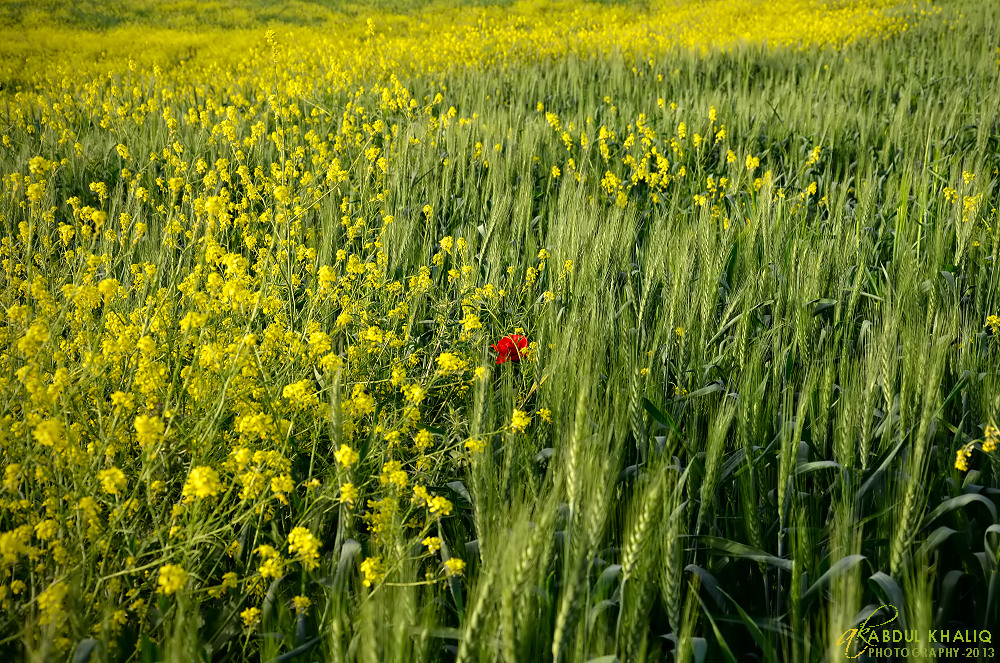 Red Alone