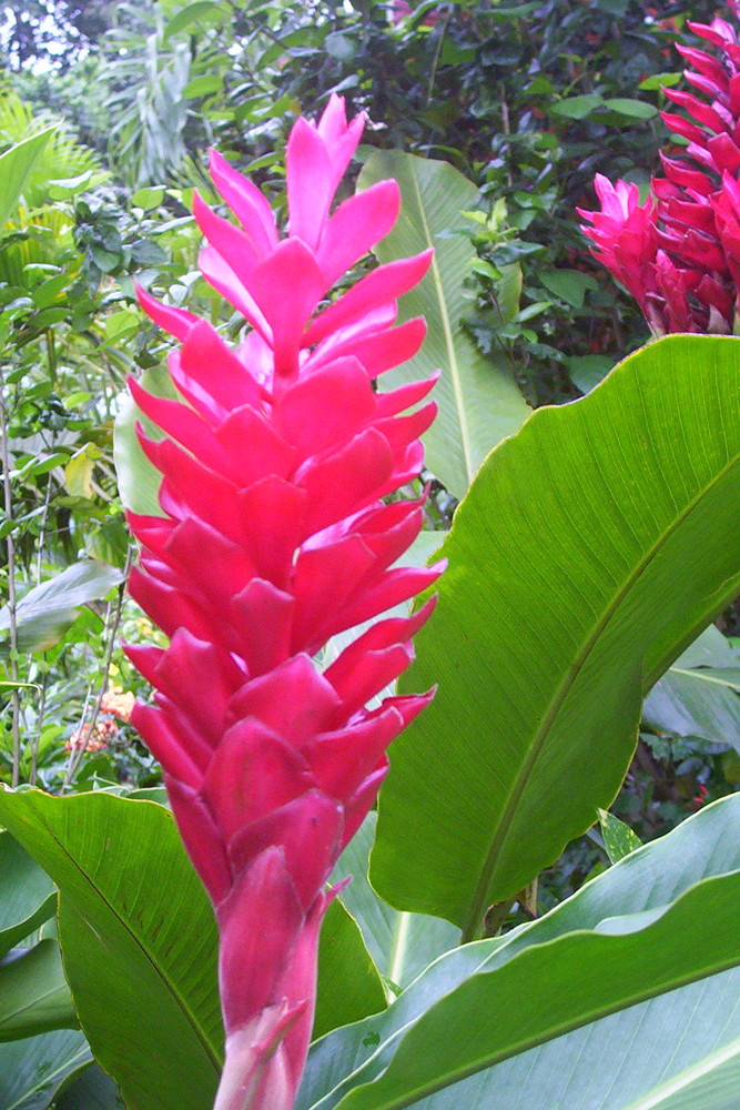 red alpinia