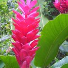 red alpinia