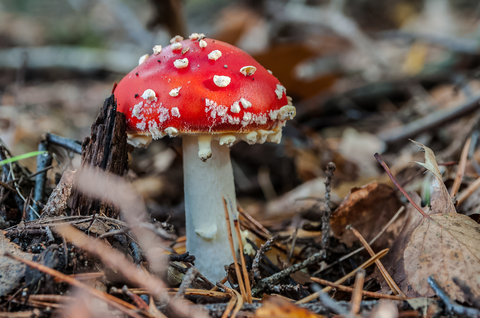 Red Amanita muscaria mushrooms in a forest