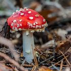 Red Amanita muscaria mushrooms in a forest