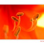 Red Amaryllis