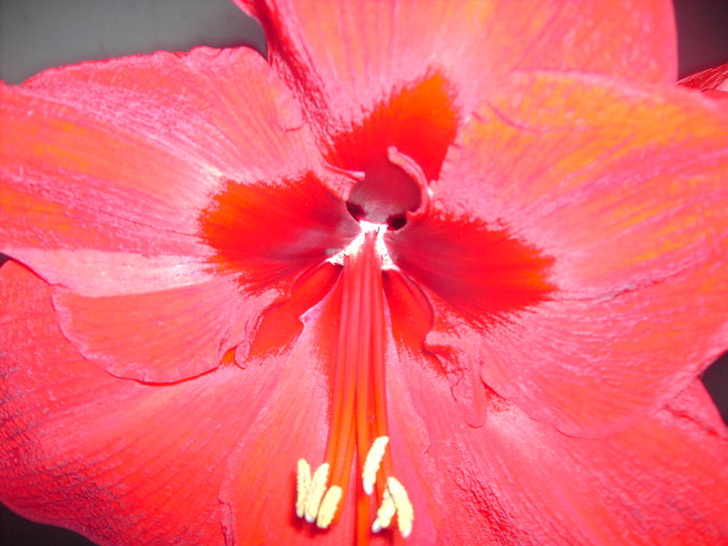 Red Amaryllis