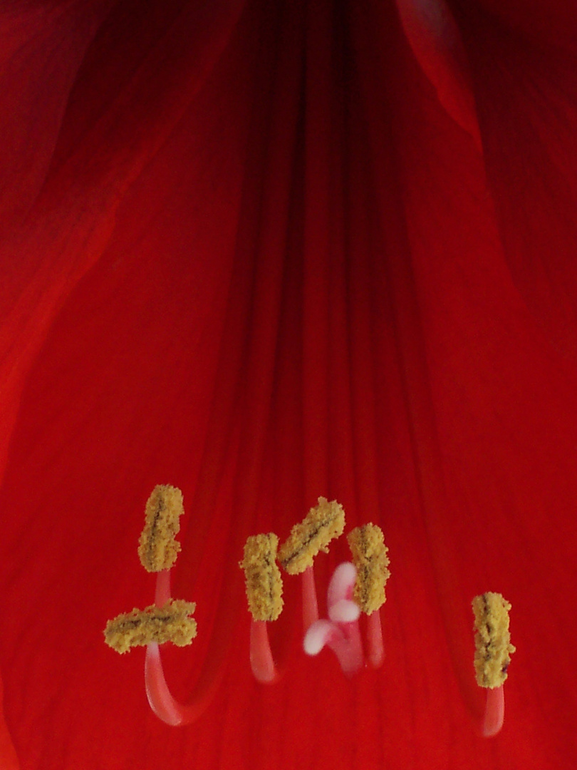 Red Amaryllis