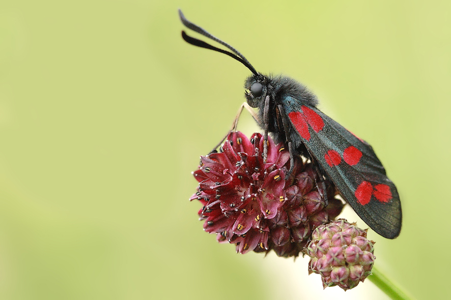 ...Red and black...;-)