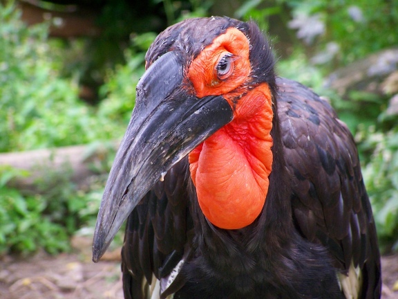 Red and black bird