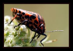 Red and black