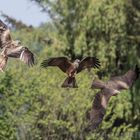 Red And Black Kites