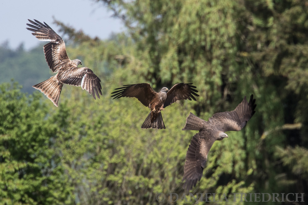 Red And Black Kites