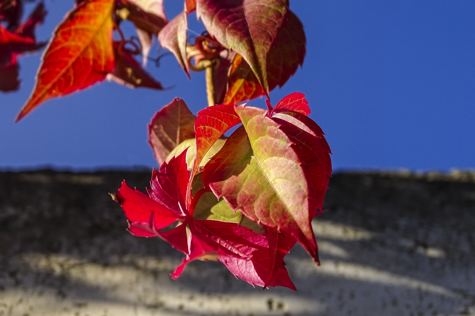 Red and Blue