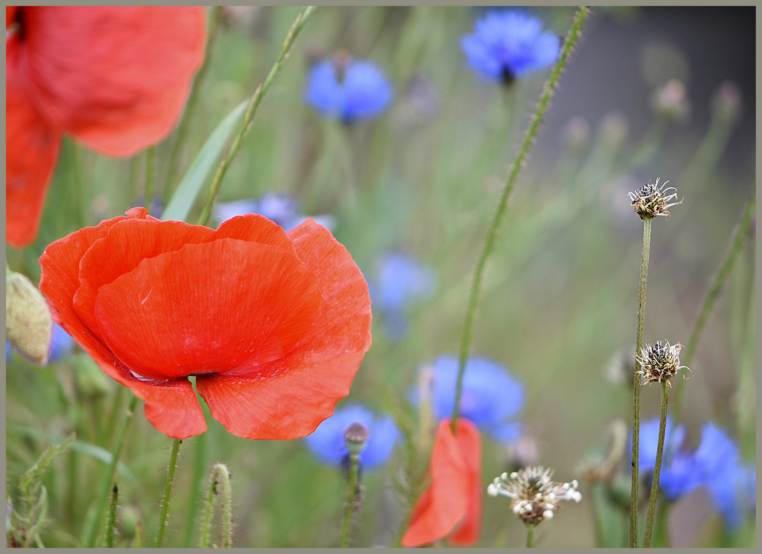 Red and Blue