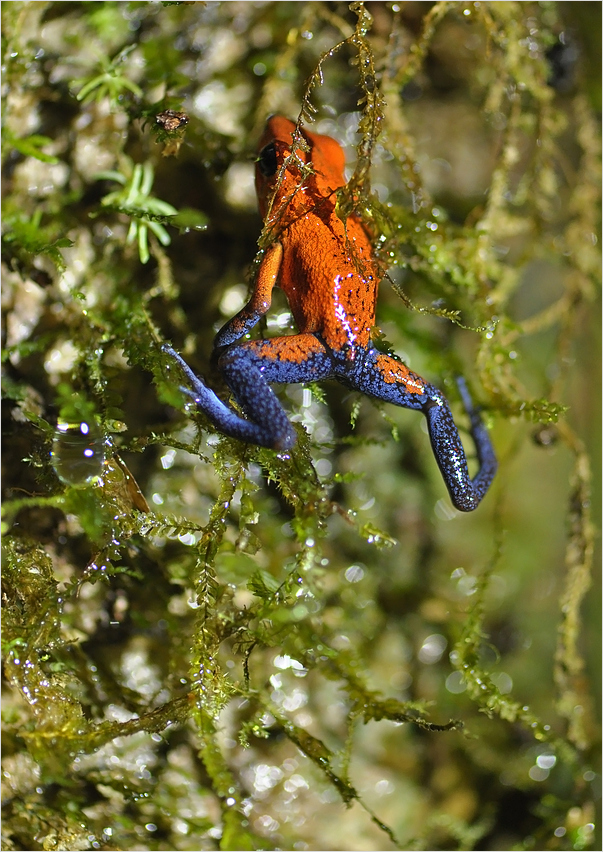 Red-and-blue poison frog