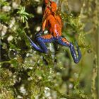 Red-and-blue poison frog