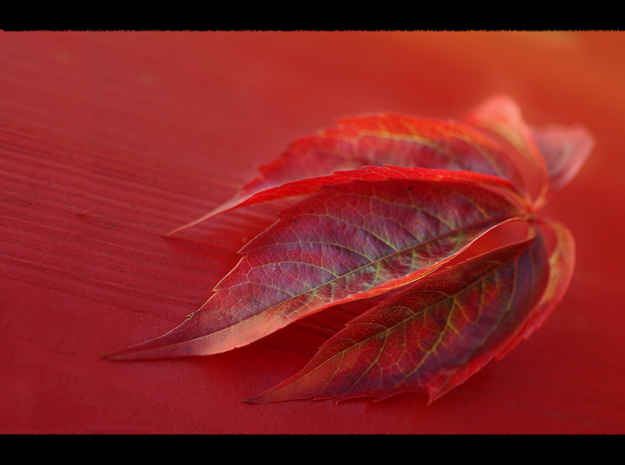 red and fall(en)