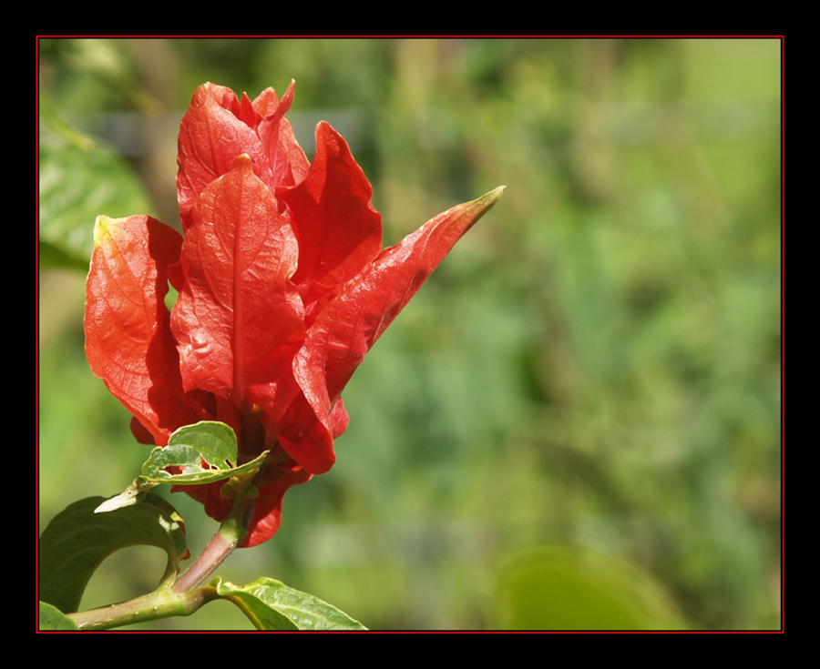 Red and Green