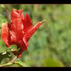 Red and Green