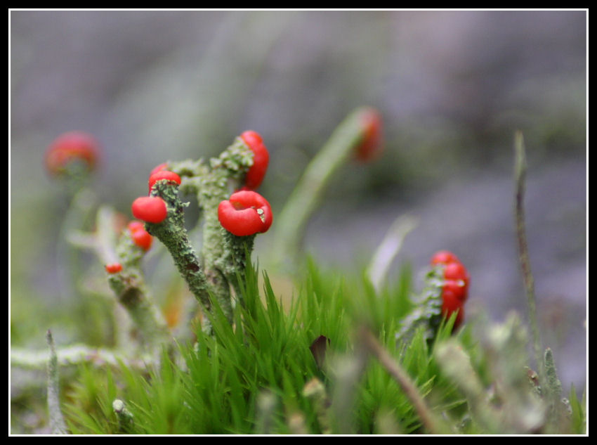 Red and green