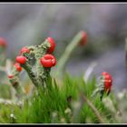 Red and green