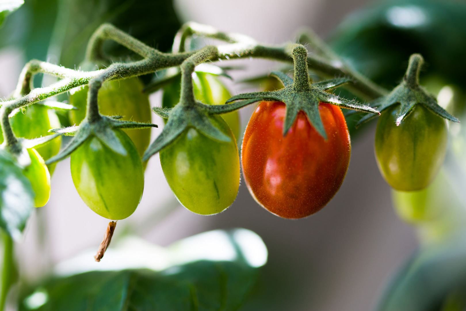 red and green