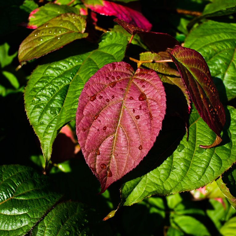 RED AND GREEN