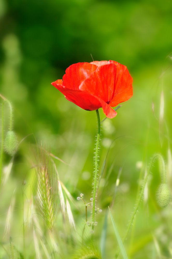 red and green