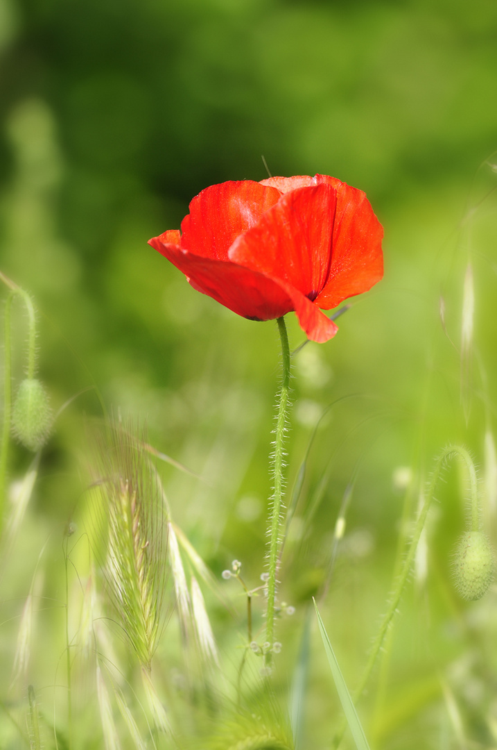 red and green