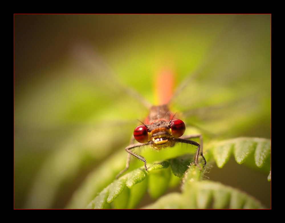 red and green...